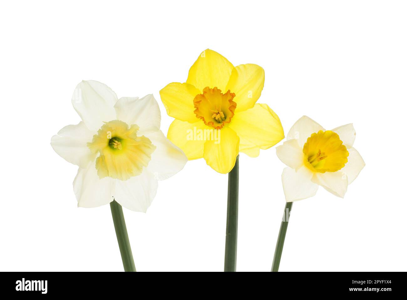 Drei verschiedene Arten von Narzissenblüten, isoliert gegen weiß Stockfoto