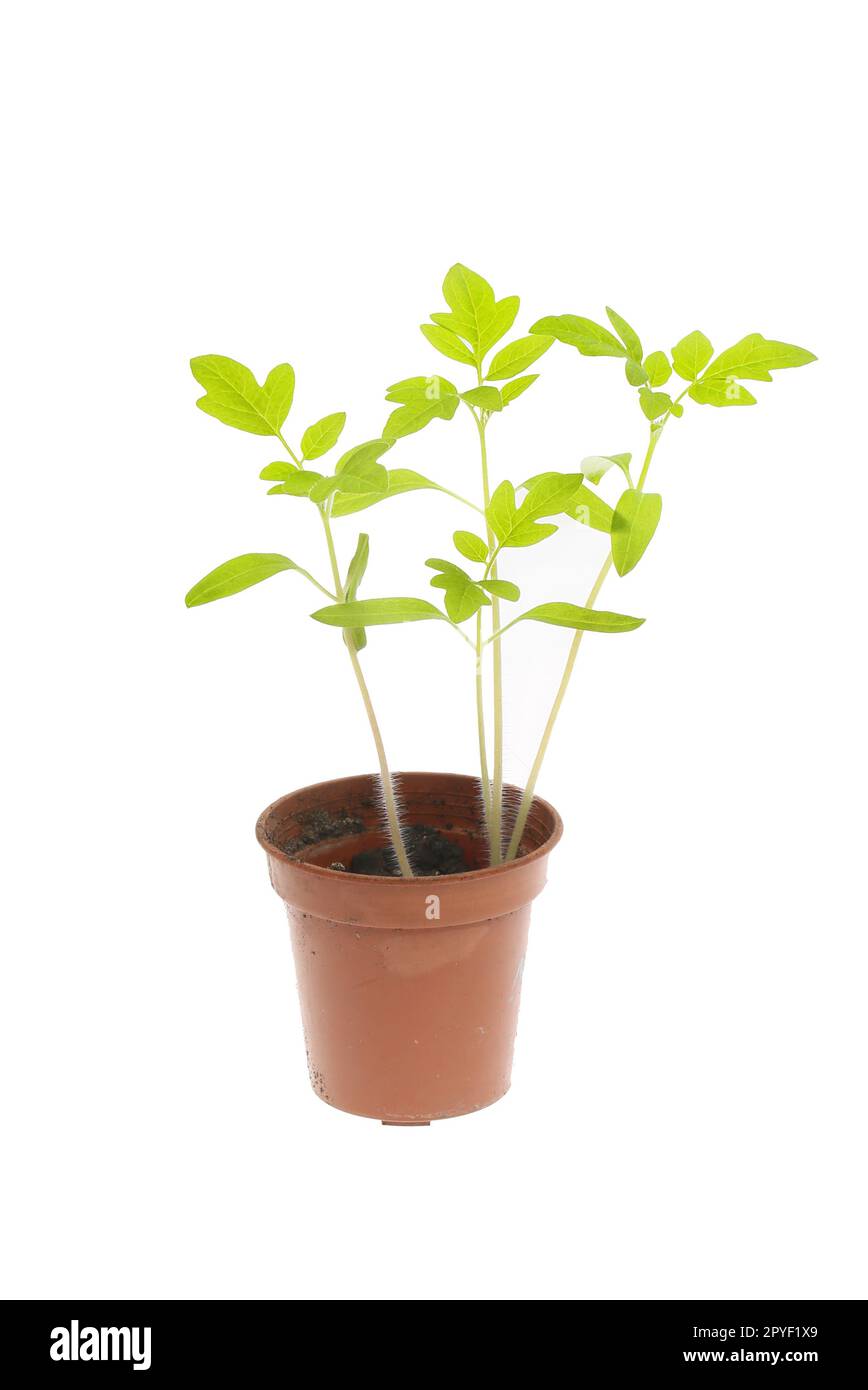 Tomatenkeimlinge in einem gegen Weiß isolierten Kunststofftopf Stockfoto