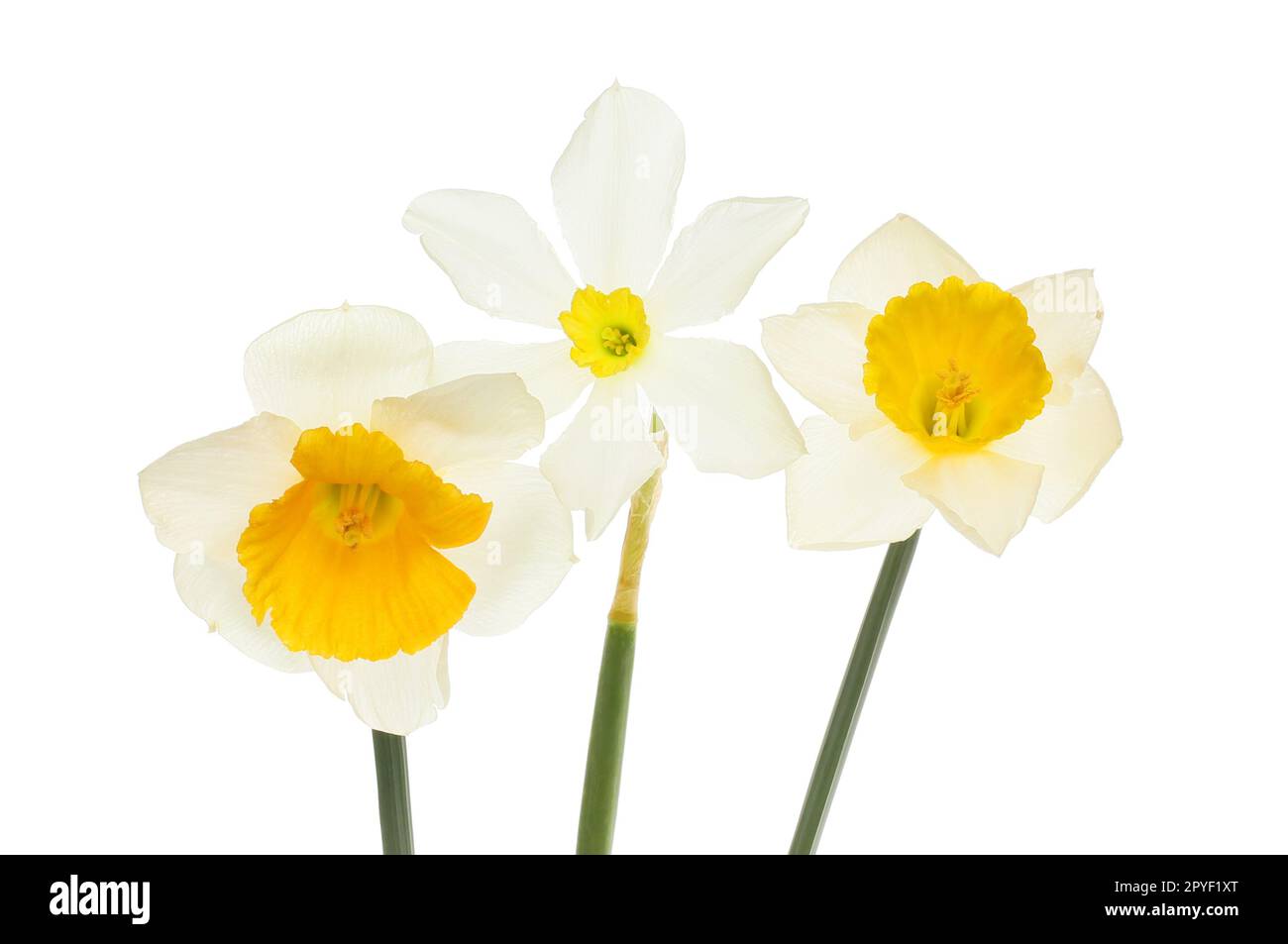 Drei verschiedene Narzissenblüten, isoliert vor weißem Hintergrund Stockfoto