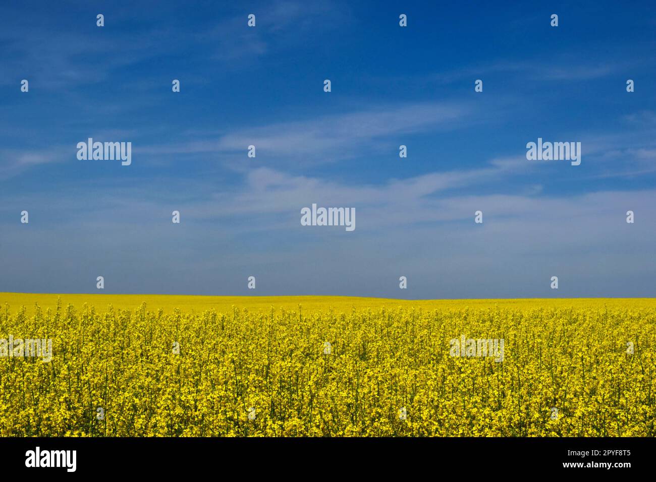 Gelbes Raps-Raps-Blumenfeld. Brassica Napus. Blauer Himmel und weiße Wolken im Hintergrund. Erzeugung von Speiseöl oder grüner Energie. Schönheit in der Natur. Stockfoto