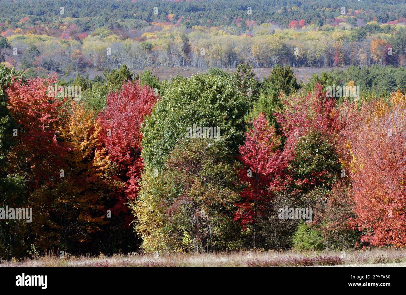 Ein Panoramablick auf Laub- und Nadelbäume von einem New England Overlook in Harvard, Massachusetts Stockfoto