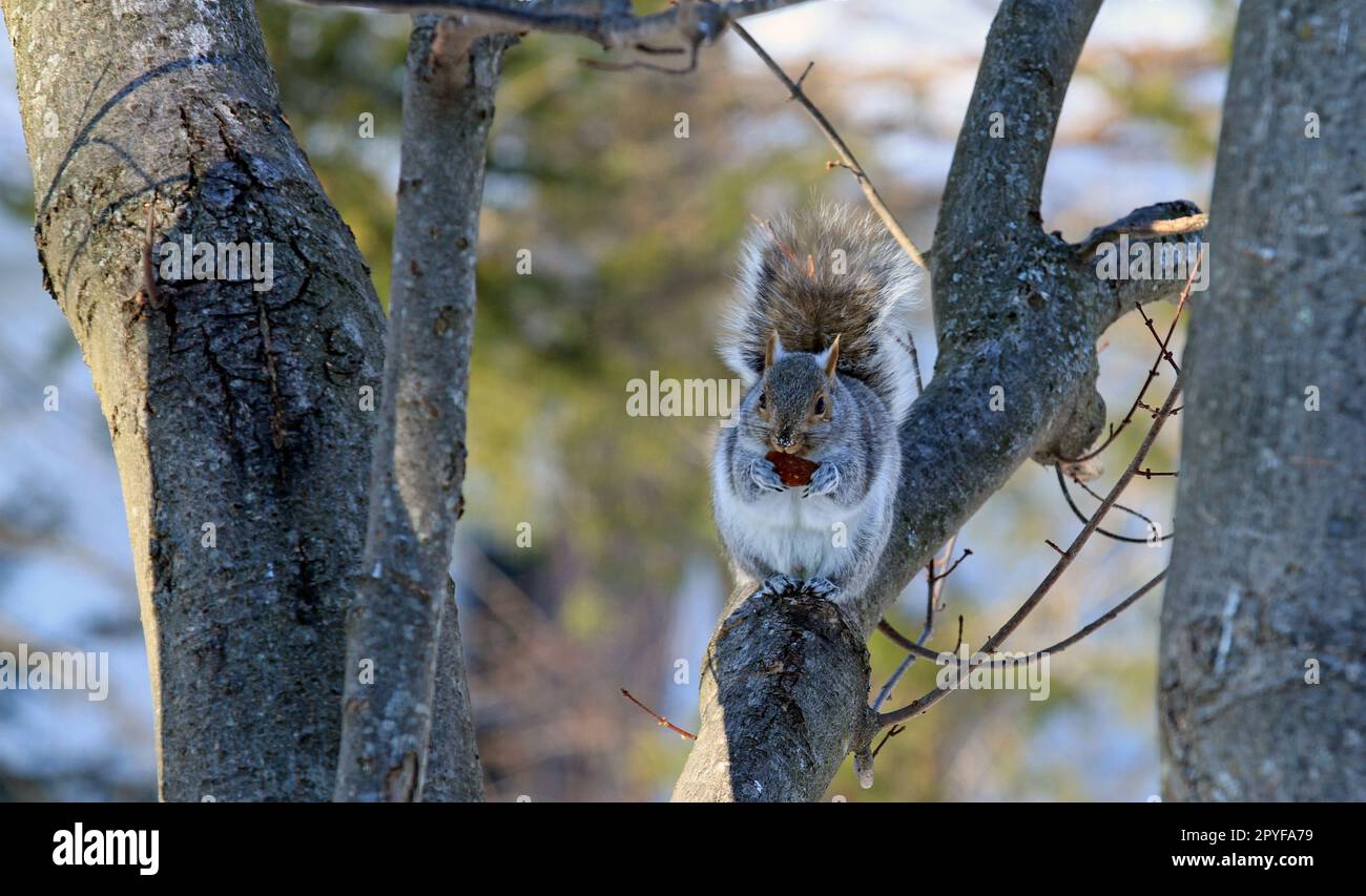 Ein östliches graues Eichhörnchen (Sciurus carolinensis), das auf einem Ahornbaum sitzt und etwas Obst isst Stockfoto