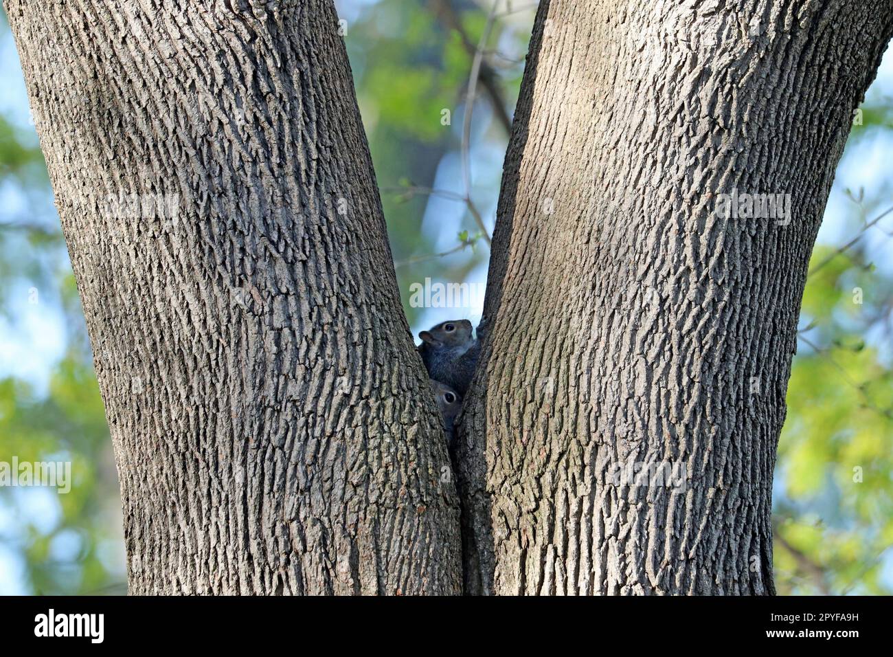Ein Paar junge östliche graue Eichhörnchen (Sciurus carolinensis), die im Frühling in Neuengland aus einer symmetrischen Gabel in einem Ahornbaum herausgucken Stockfoto