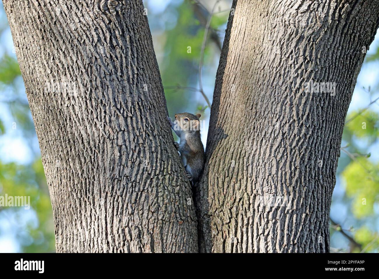 Ein juveniles östliches Eichhörnchen (Sciurus carolinensis), das aus einer symmetrischen Gabel eines Ahornbaums im Frühling in Neuengland hervorgegangen ist Stockfoto