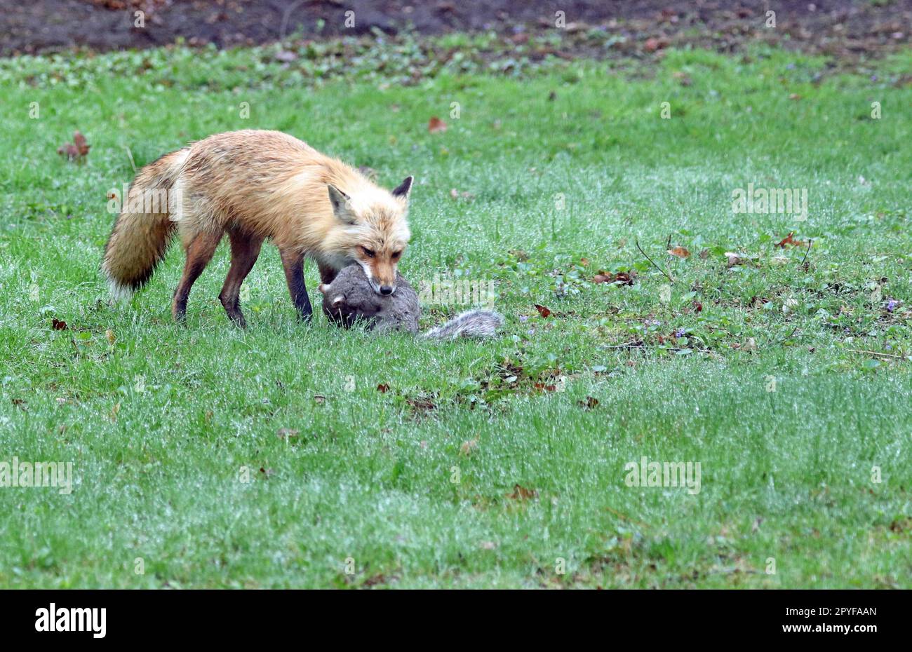 Ein Rotfuchs (Vulpes vulpes), der seine Beute greift, ein östliches graues Eichhörnchen (Sciurus carolinensis), in seinem Mund Stockfoto