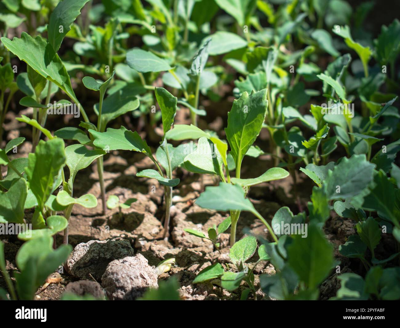 Kohl-Sämlinge - Brassica oleracea var. Capitata Stockfoto