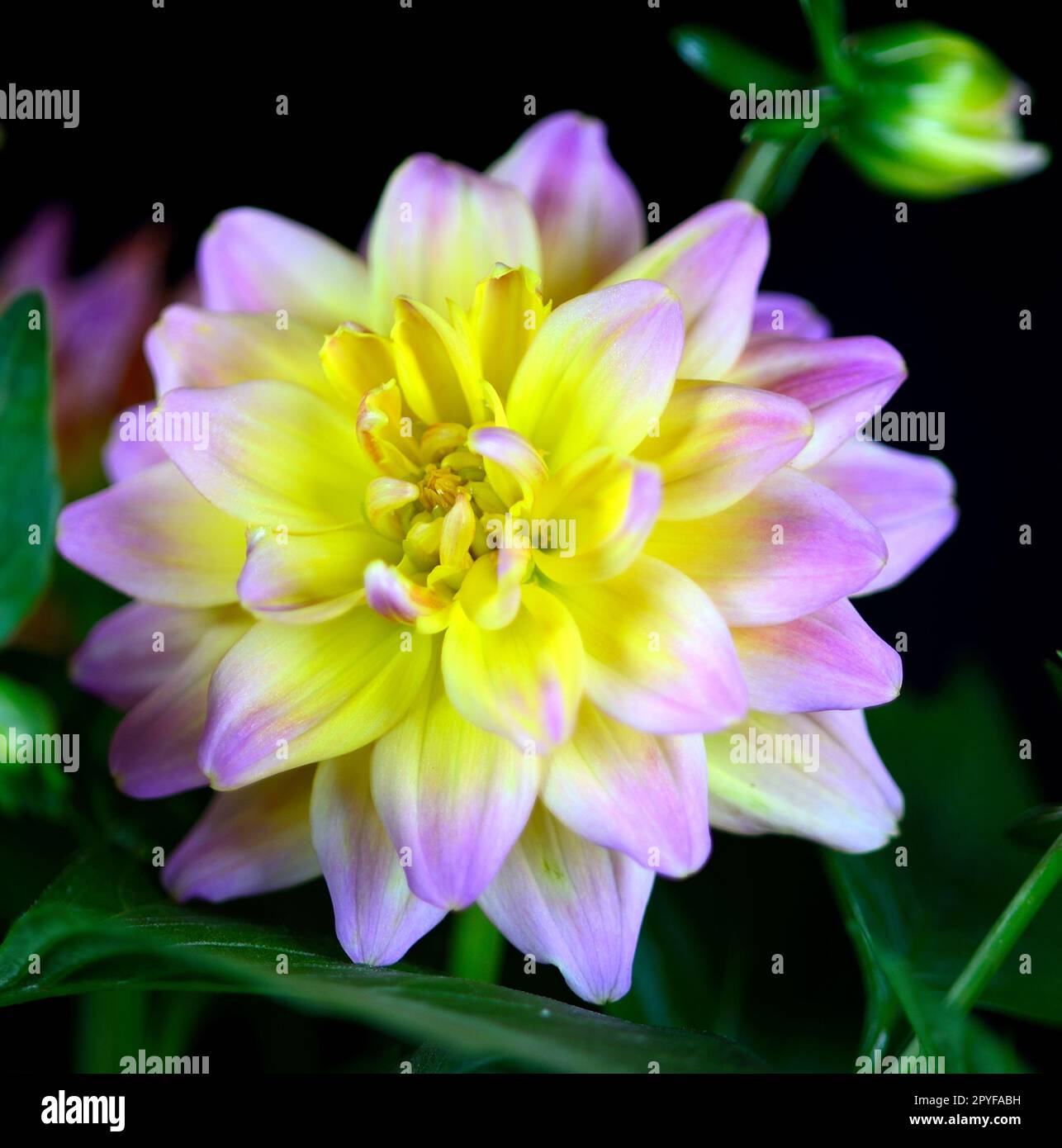 Nahaufnahme einer einzelnen Hypnotica Rose Bicolor Dahlia blüht vor schwarzem Hintergrund. Stockfoto