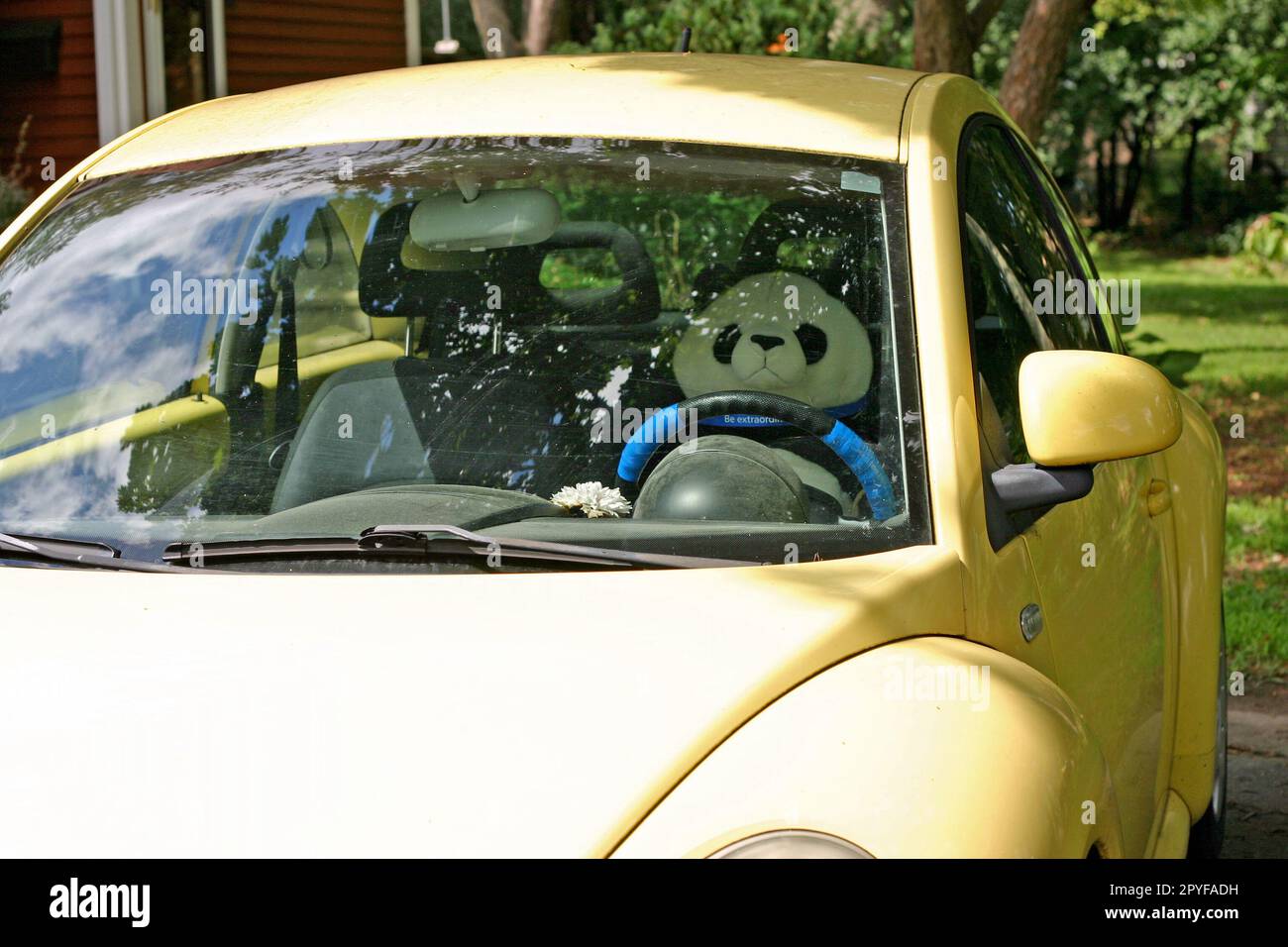 Ein gefüllter Riesenbär (Ailuropoda melanoleuca) hinter dem Steuer eines gelben Volkswagen-Käfers aus dem Jahr 1999 Stockfoto