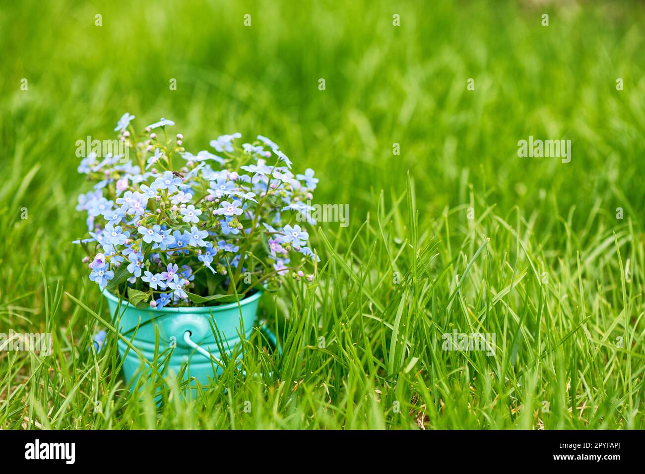 Vergiss-mich-nicht-Blumen in einem Eimer auf einem grünen Rasen Stockfoto