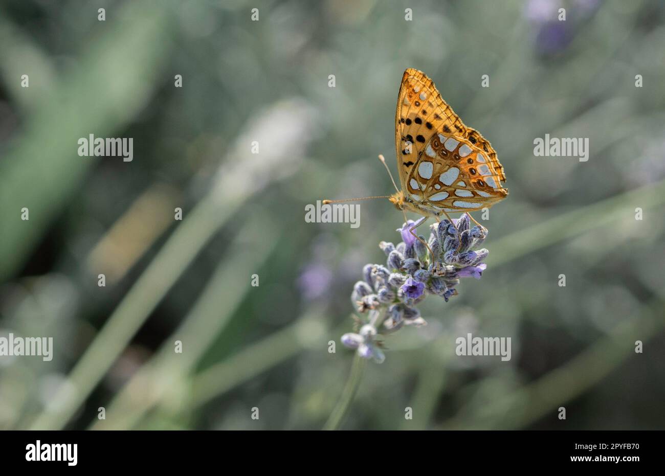 Schmetterling auf Blume Stockfoto