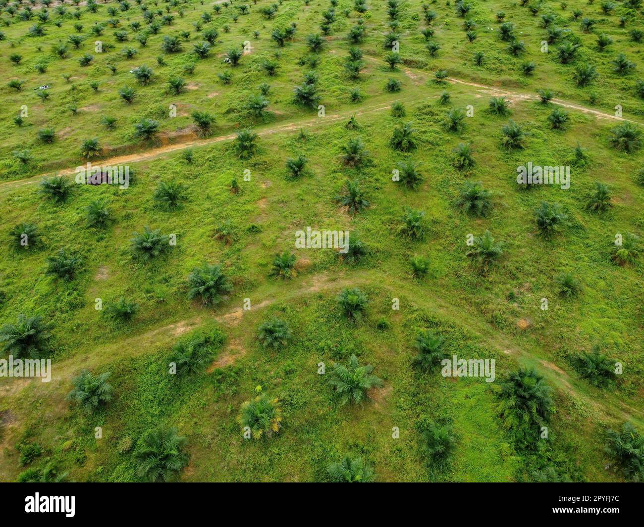 Blick aus der Vogelperspektive auf die junge Ölpalmenfarm Stockfoto