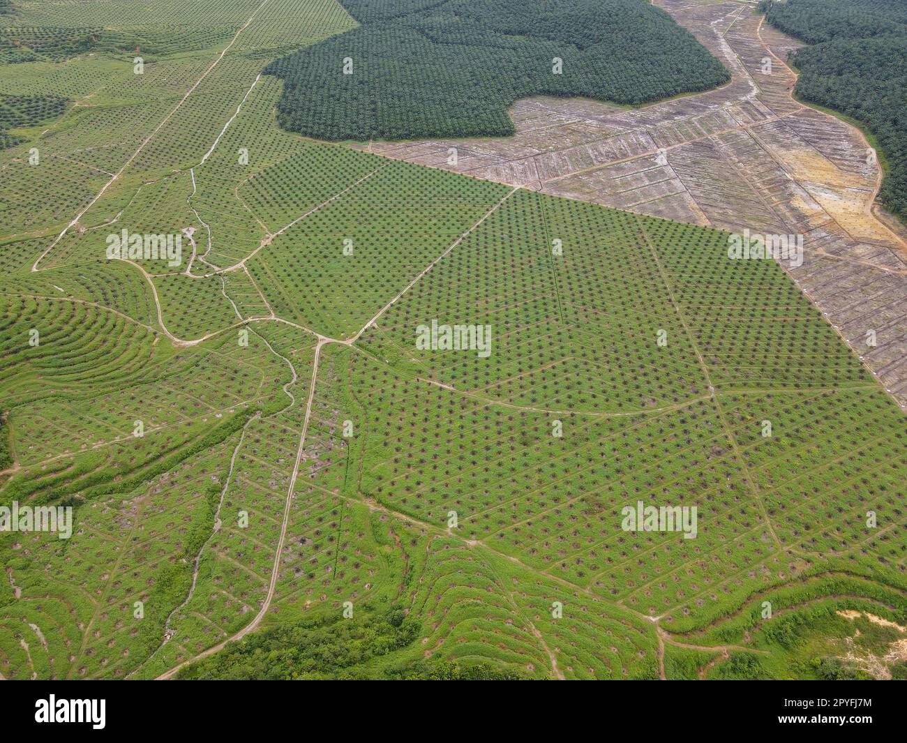 Blick aus der Vogelperspektive auf die Ölpalmenfarm ist frei Stockfoto