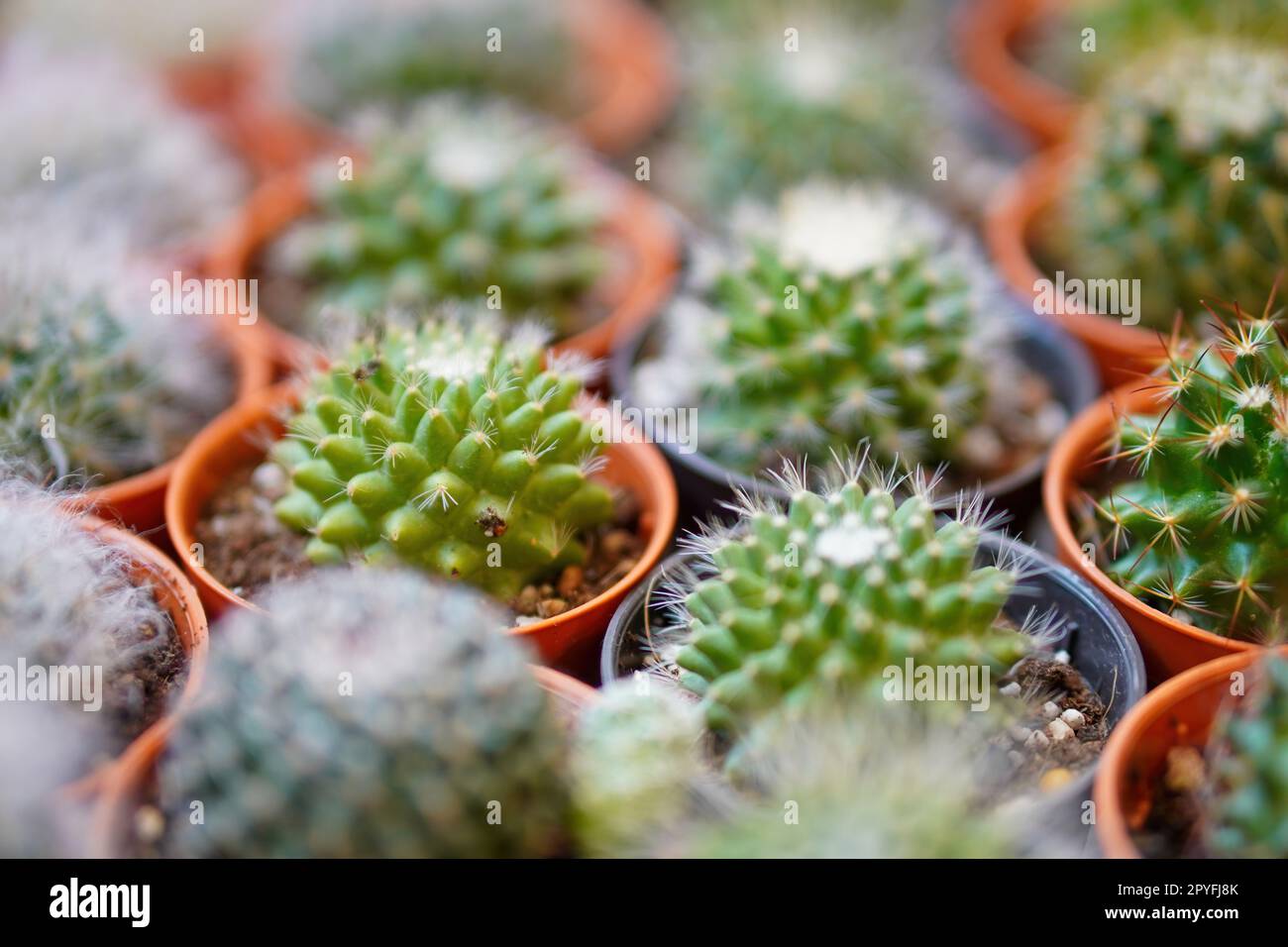 Schließen Sie kleine Kaktuspflanze im Topf Stockfoto