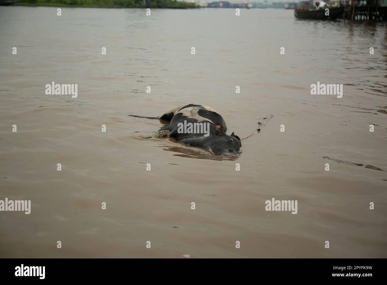 Ondo State, Nigeria - 2. Mai 2023 - Eine tote Kuh, die auf dem verschmutzten Wasser der Abereke-Flussgemeinde Ilaje schwimmt. Stockfoto