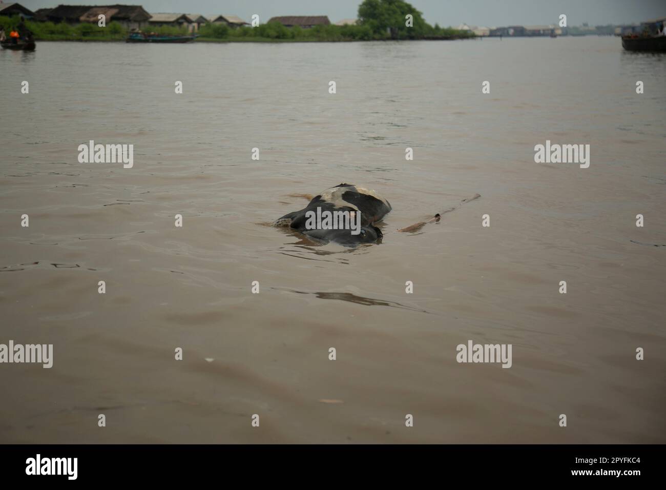 Ondo State, Nigeria - 2. Mai 2023 - Eine tote Kuh, die auf dem verschmutzten Wasser der Abereke-Flussgemeinde Ilaje schwimmt. Stockfoto
