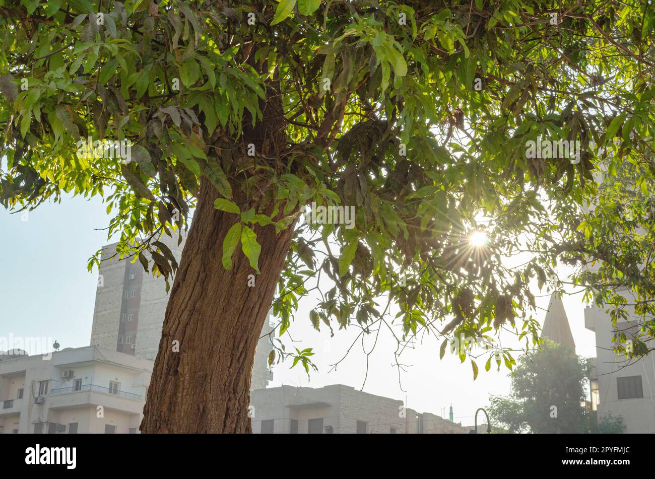 Grüner Baum am Morgen mit Sonnenschein Stockfoto