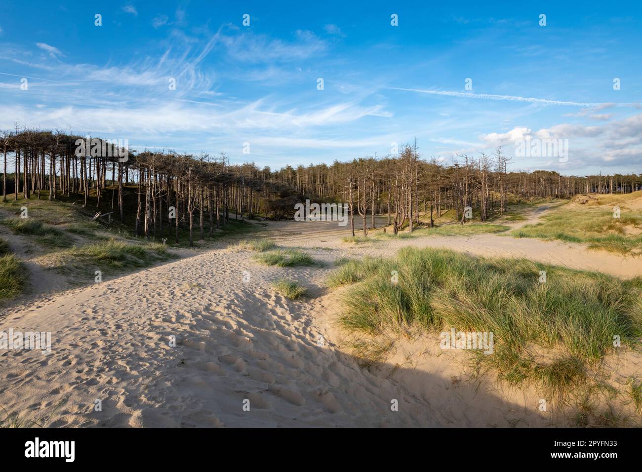 Newborough Beach an einem Frühlingsabend auf Anglesey, Nordwales. Blick auf den Kiefernwald jenseits der Sanddünen. Stockfoto