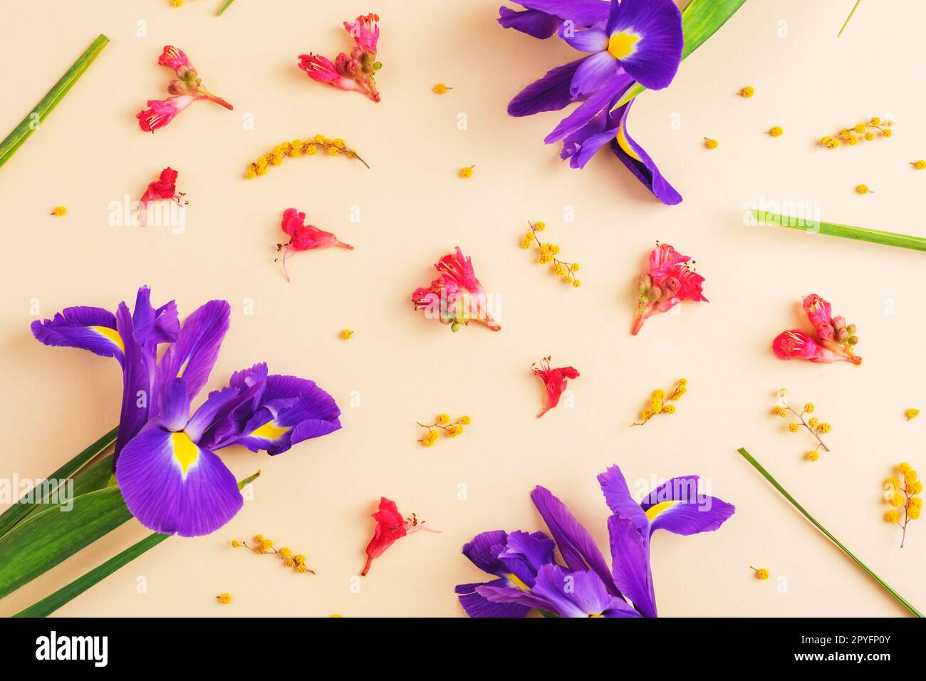 Muster mit lila Irisblüten, Mimosa und roter Rosskastanienblüte auf neutralem Hintergrund. Draufsicht, flach liegend. Stockfoto