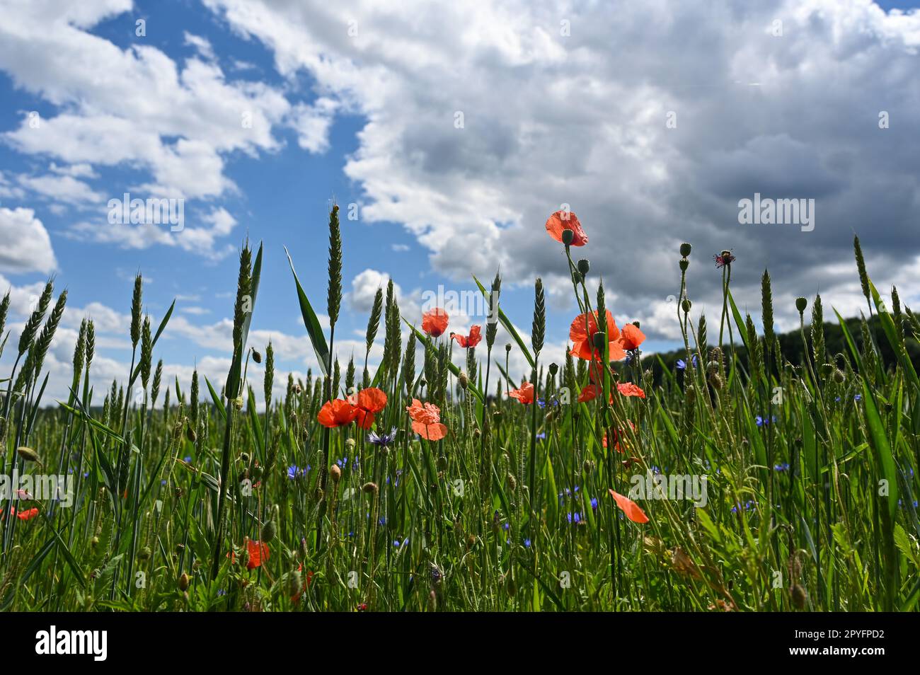 Feld mit Getreide, Mohn, Maisblumen und blauem Himmel Stockfoto
