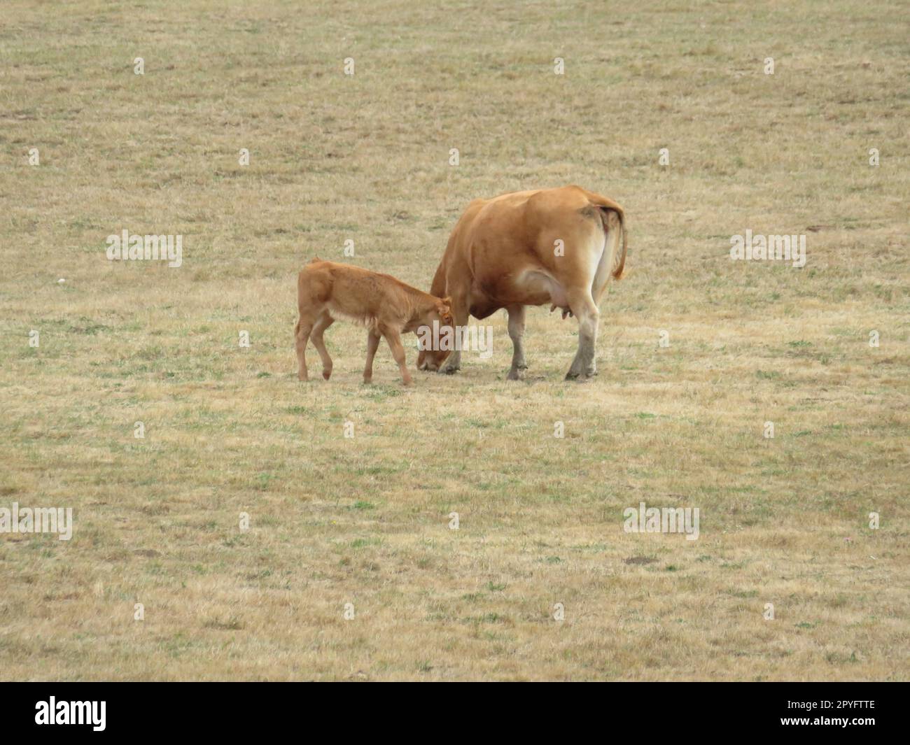 Vieh Kühe Tiere Säugetiere Fleisch Milch grüne Wiesen Stockfoto