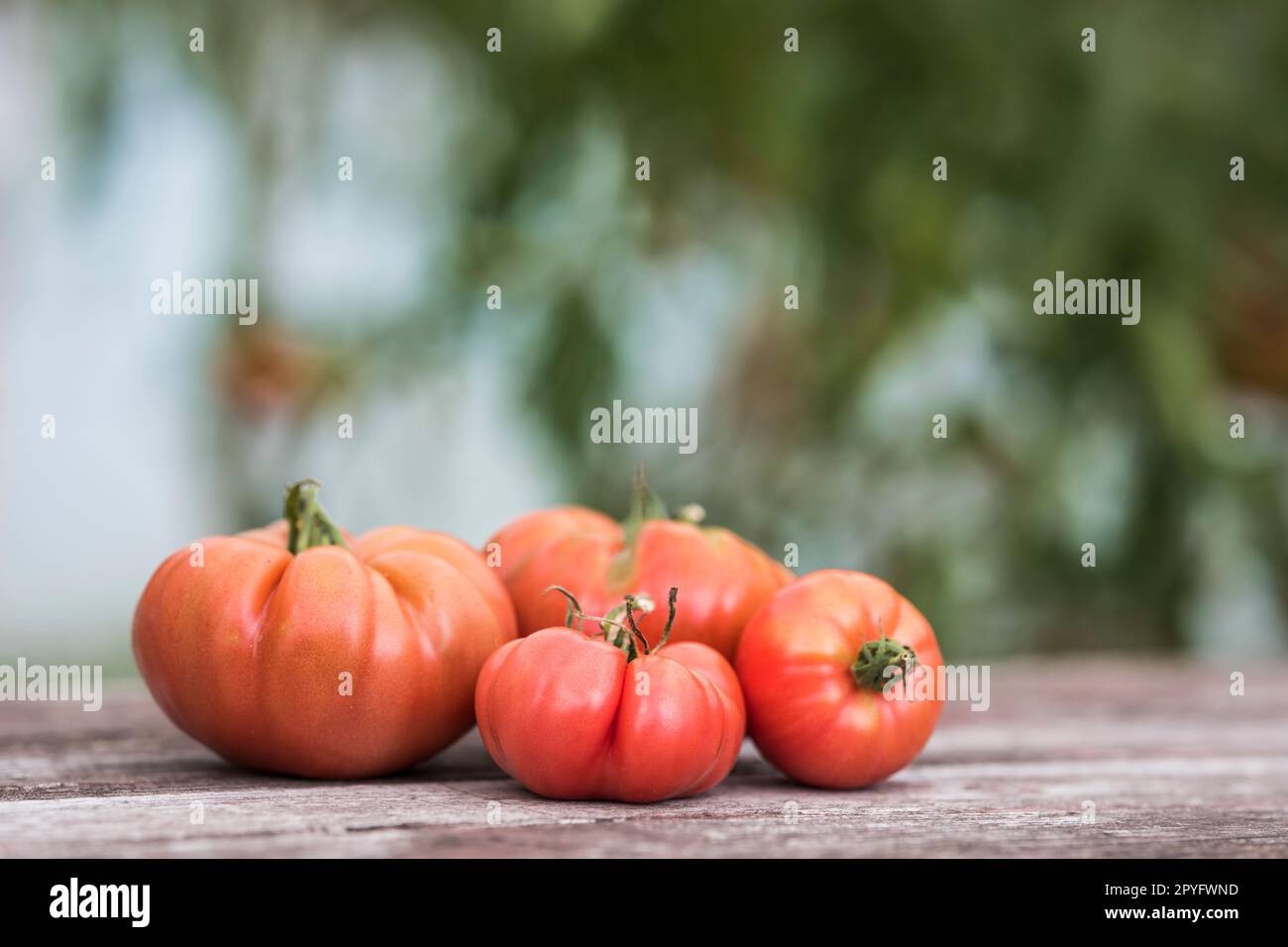 Gemüse, Tomaten, auf dem Schreibtisch im Garten Stockfoto