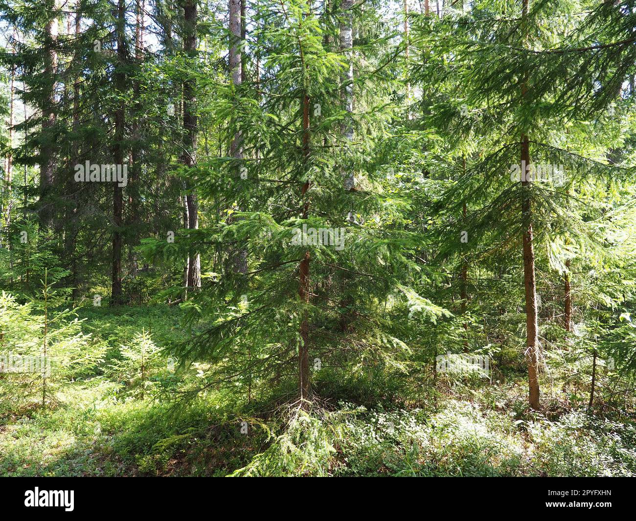 Picea Fichte, eine Gattung von immergrünen Nadelbäumen der Pinienfamilie Pinaceae. Nadelwälder in Karelien. Fichtenäste und Nadeln. Das Problem der Ökologie, der Entwaldung und des Klimawandels Stockfoto