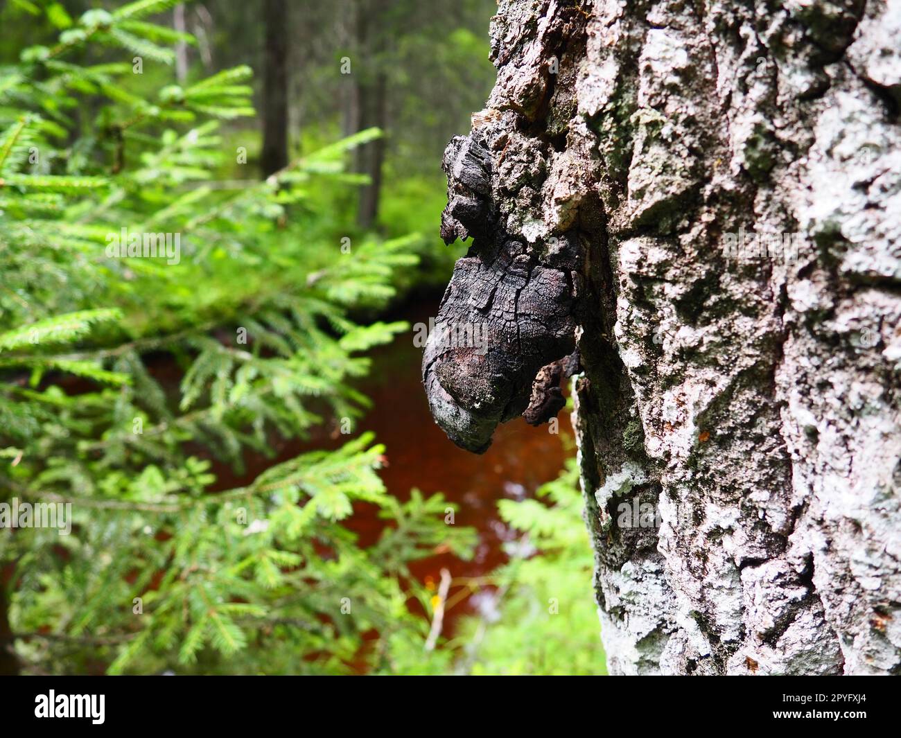 Baumrinde. Junger Weihnachtsbaum und Rinde eines alten Baumstamms mit Parasitenpilz. Harter Pilzwuchs auf einer Birke, deren Ablagerungen in der Volksmedizin verwendet werden. Stockfoto