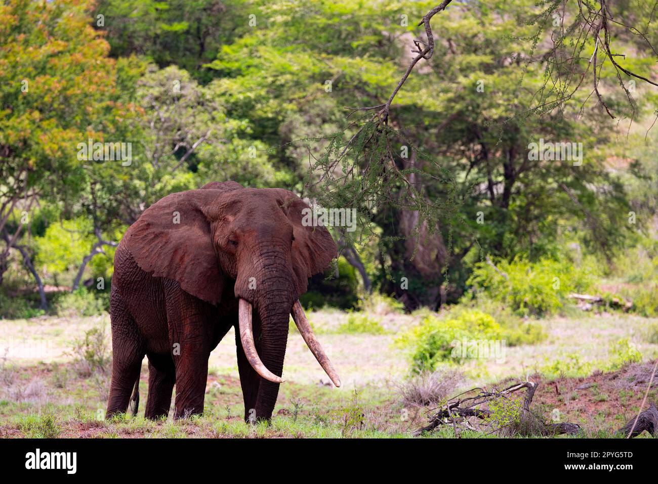 Dieses Foto zeigt die beeindruckende Präsenz eines alten afrikanischen Elefanten mit seiner zerknitterten Haut und langen Stoßzähnen, die hoch auf der riesigen Savanne von t stehen Stockfoto