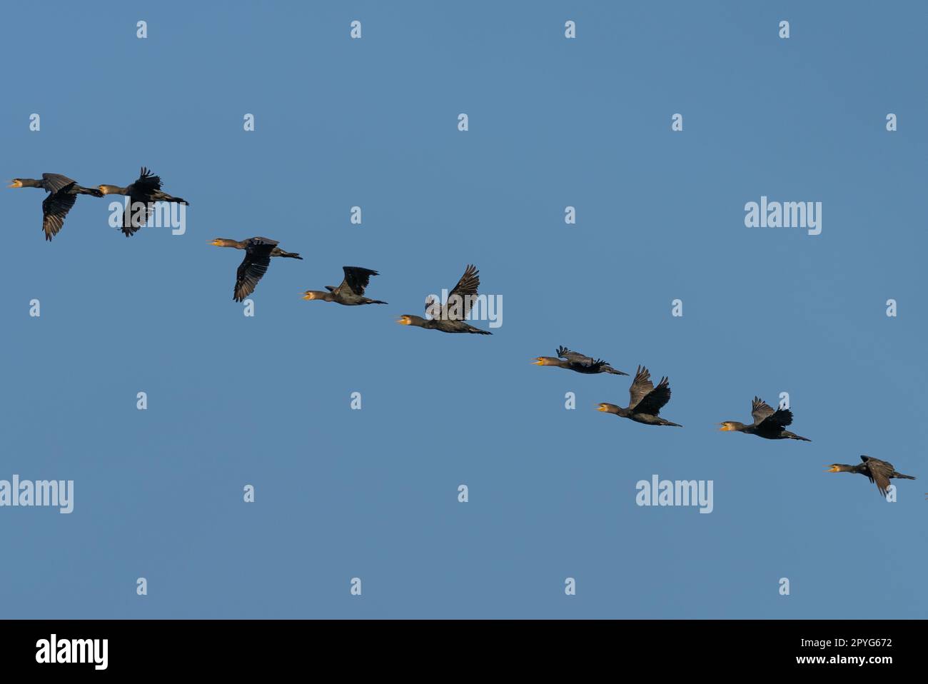 Eine Gruppe von Vögeln, die am Himmel in einer anmutigen V-Formation mit ausgestreckten Flügeln schweben Stockfoto