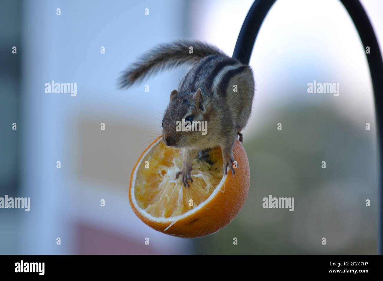 Kleiner gestreifter Eichhörnchen, der eine Orange isst Stockfoto