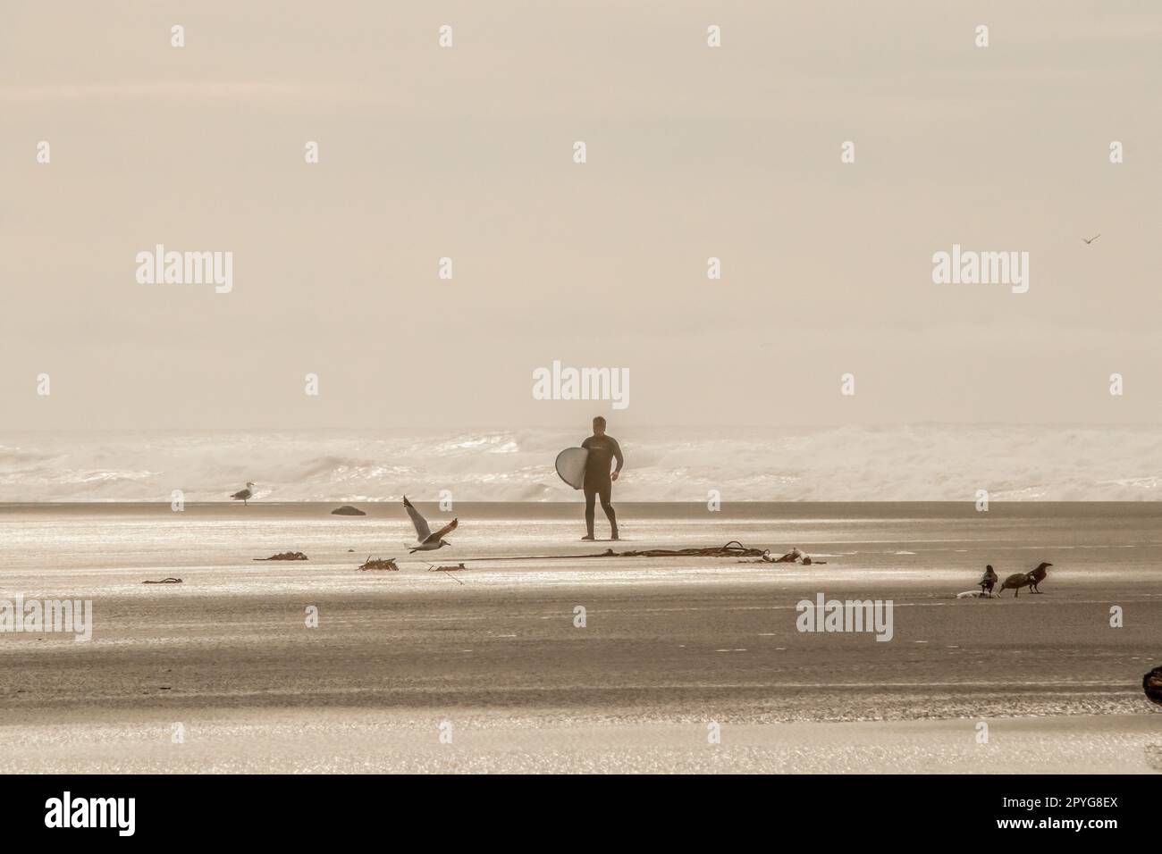Ein einsamer Surfer im Taucheranzug, der vom Meer zum Strand zurückkehrt, mit Vögeln, die stehen und fliegen, und einem Seil, das an die Küste gespült wurde - Sepia und selektiver Fokus Stockfoto
