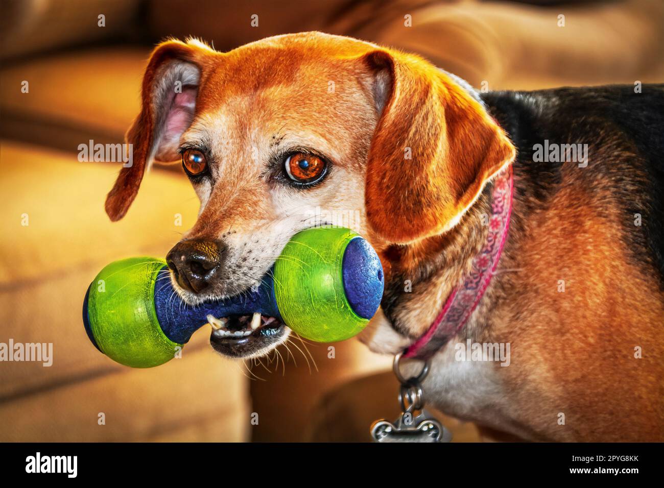 Beagle mischt den Hund mit dem Spielzeug im Mund-Nahaufnahme-Modus Stockfoto