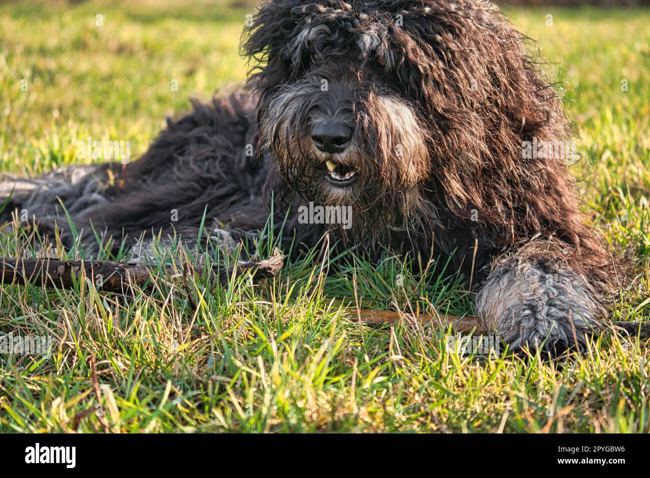 Schwarzer Goldendoodle liegt auf dem Rasen mit einem Stock. Treuer Begleiter, Therapiehund Stockfoto