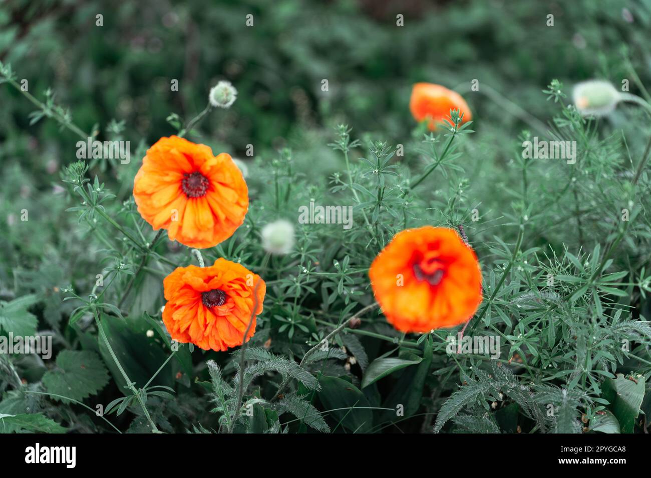 Ein Mohn ist eine Blütenpflanze in der Unterfamilie Papaveroideae der Familie Papaveraceae. Mohn ist eine mehrjährige, zweijährige oder kurzlebige, mehrjährige Krautpflanze. Einige Spezies sind einkarpisch und sterben nach der Blüte Stockfoto