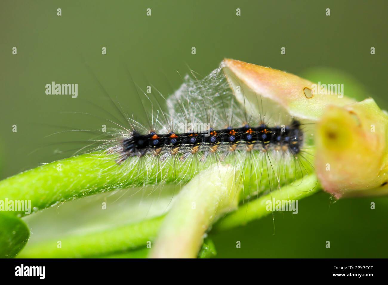 Eine Raupe einer Zigeunermotte auf einer Pflanze. Caterpillar mit langen Haaren Stockfoto