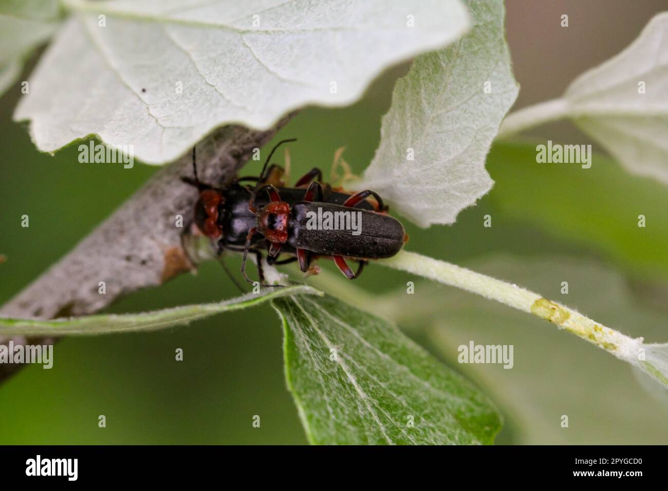 Ein Paar Käfer Cantharis fusca paart sich. Stockfoto