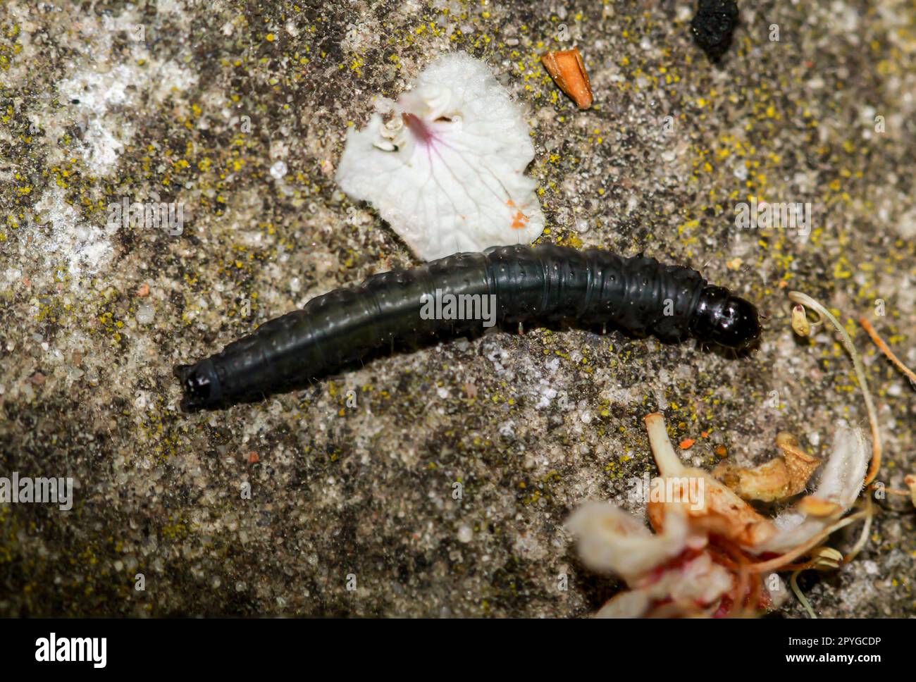 Nahaufnahme einer dunklen schwarzen Raupe, einer Wintereule. Stockfoto