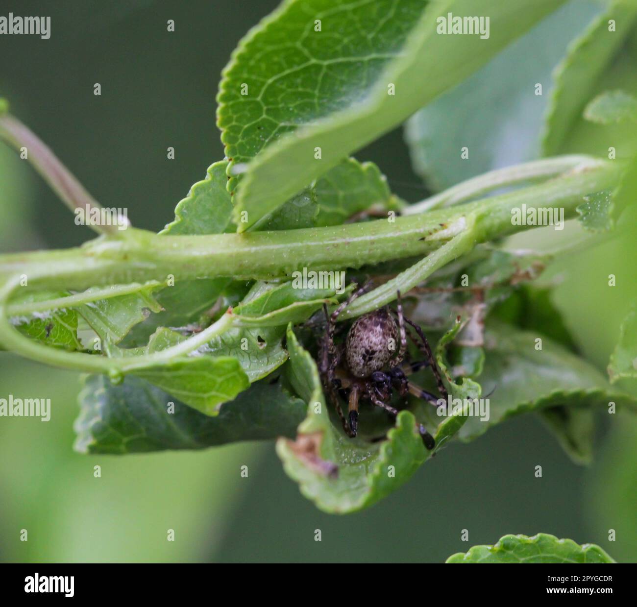 Eine vierfleckige Spinne hat ihr Nest zwischen den Blättern eines Busches gebaut. Stockfoto