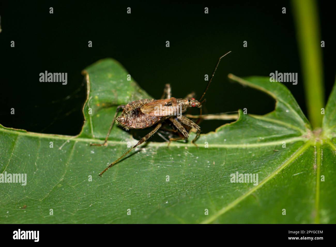 Ein Langhornbuschräudiger Himacerus apterus auf einer Pflanze. Stockfoto