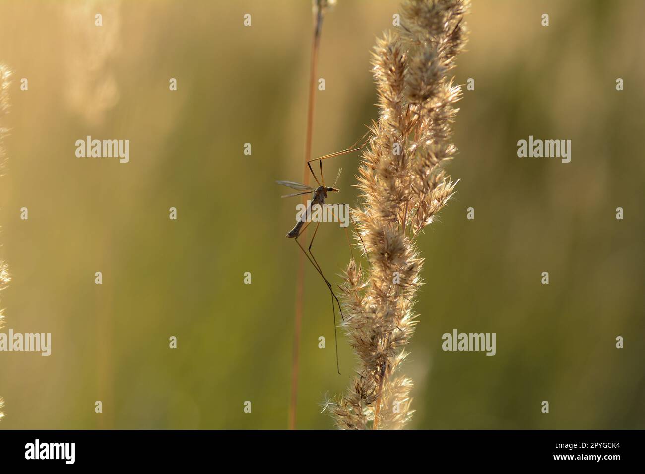 Großer Kran fliegt im Sonnenlicht Stockfoto
