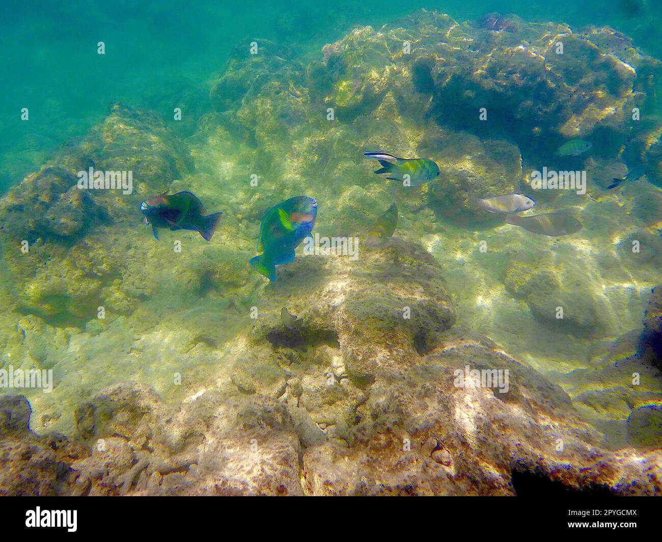 Fische schwimmen im warmen Wasser des Great Barrierr Reef Stockfoto