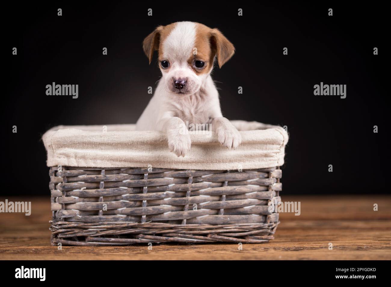 Kleiner Hund in einem Korb Stockfoto