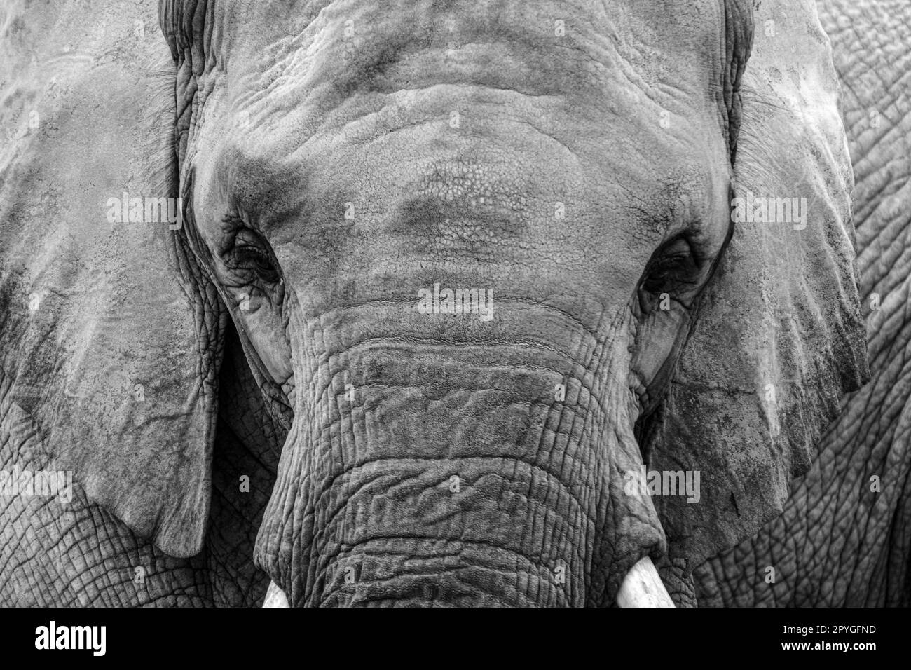 Nahaufnahme eines alten Elefanten in friedlicher Haltung, der in seinem natürlichen Lebensraum hoch steht Stockfoto