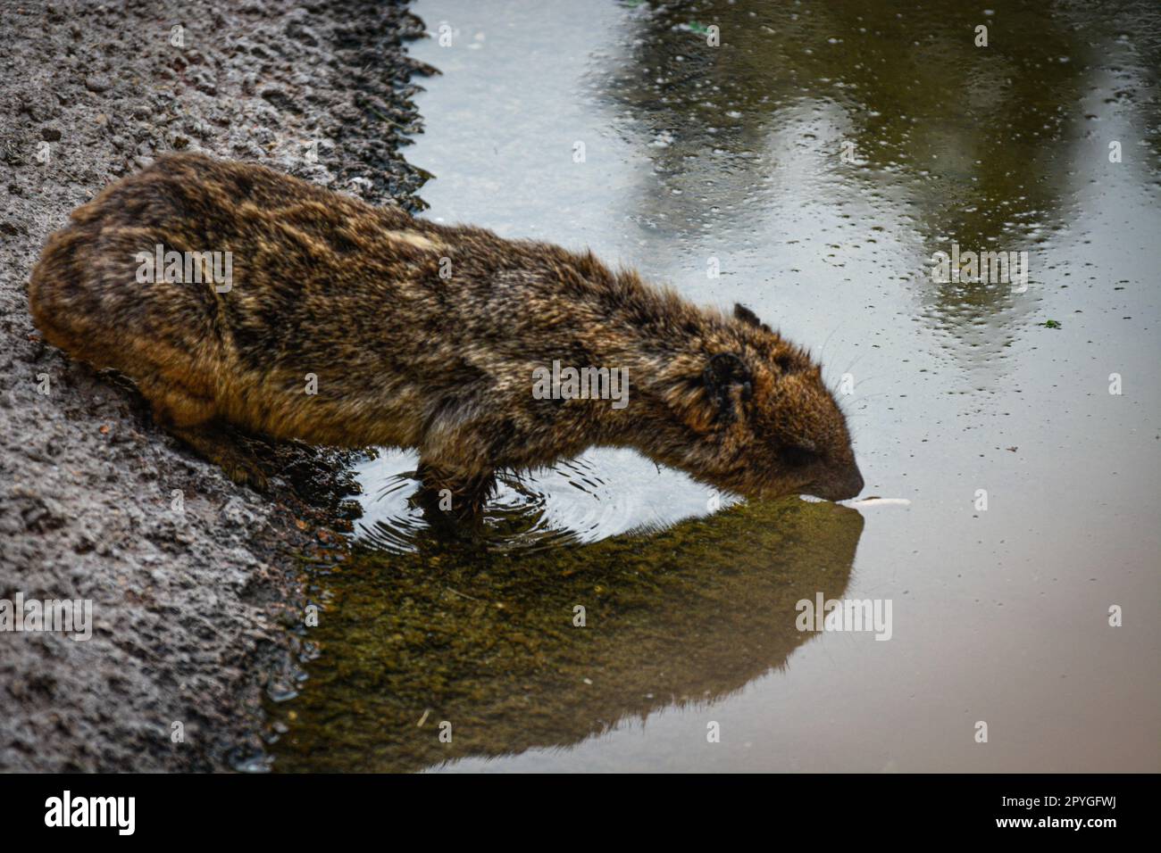 Ein niedlicher Biber steht oben am Flussufer und schlürft Wasser Stockfoto