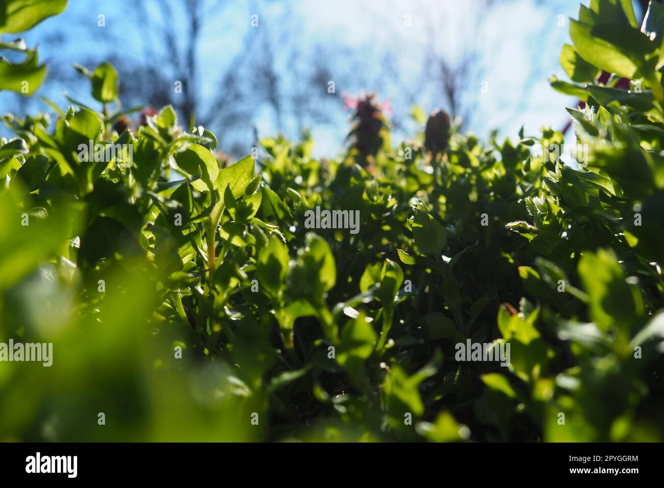 Junges saftiges grünes Gras in den Sonnenstrahlen der Morgensonne vor dem blauen Himmel. Frühling in Serbien. Sonniger Marsch. Die Bäume haben ihre Blätter noch nicht freigesetzt. Nahaufnahme des Grases, geringe Schärfentiefe Stockfoto
