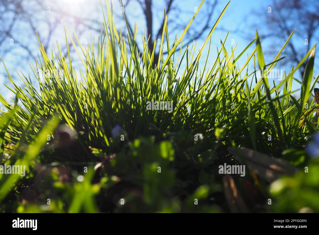Junges saftiges grünes Gras in den Sonnenstrahlen der Morgensonne vor dem blauen Himmel. Frühling in Serbien. Sonniger Marsch. Die Bäume haben ihre Blätter noch nicht freigesetzt. Nahaufnahme des Grases, geringe Schärfentiefe Stockfoto