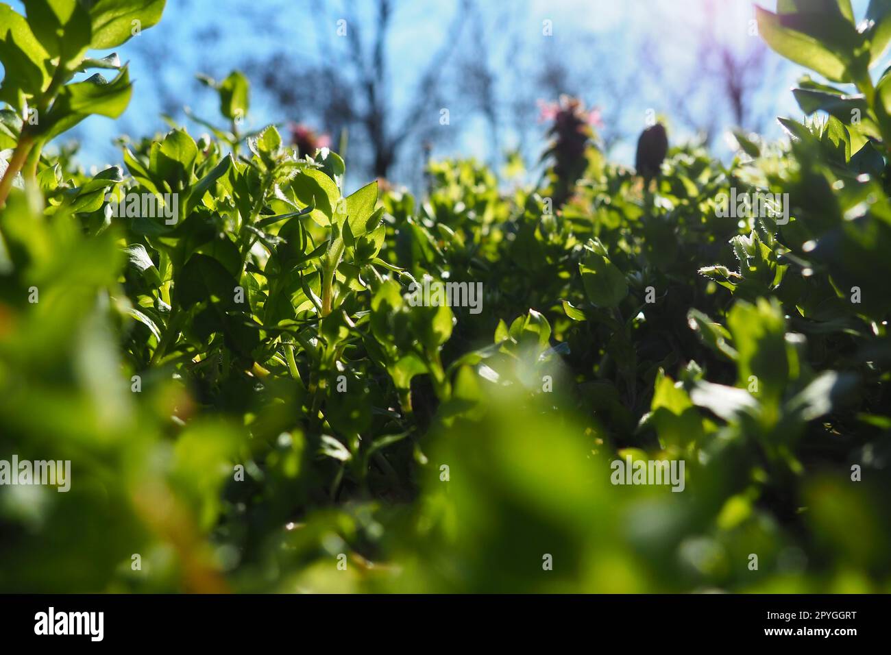 Junges saftiges grünes Gras in den Sonnenstrahlen der Morgensonne vor dem blauen Himmel. Frühling in Serbien. Sonniger Marsch. Die Bäume haben ihre Blätter noch nicht freigesetzt. Nahaufnahme des Grases, geringe Schärfentiefe Stockfoto