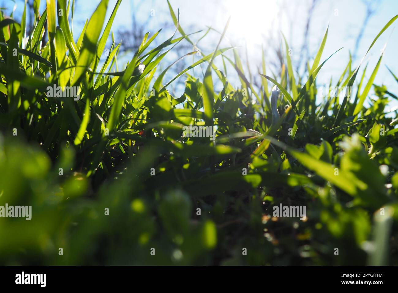 Junges saftiges grünes Gras in den Sonnenstrahlen der Morgensonne vor dem blauen Himmel. Frühling in Serbien. Sonniger Marsch. Die Bäume haben ihre Blätter noch nicht freigesetzt. Nahaufnahme des Grases, geringe Schärfentiefe Stockfoto