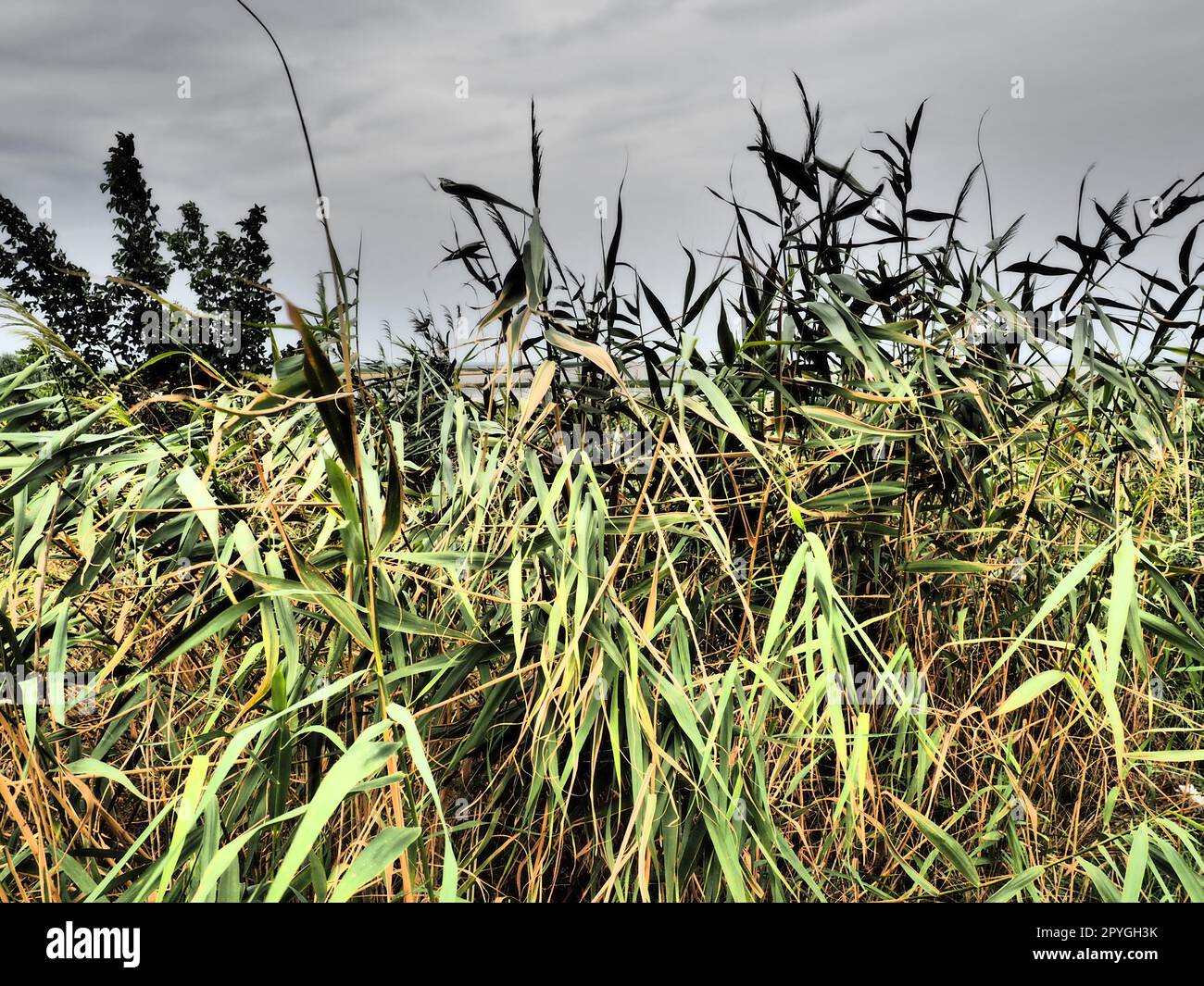 Rotschildkröte, oder Südschildkröte, Phragmites australis, ein hohes mehrjähriges Gras der Gattung Reed. Flora der Mündung. Feuchtigkeitsliebende Pflanze. Böden mit nahe stehendem Grundwasser. Stürmisches Wetter. Stockfoto