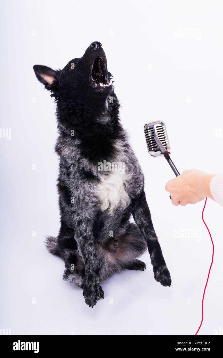 Mudi-Hund mit Mikrofon auf weißem Studiohintergrund Stockfoto